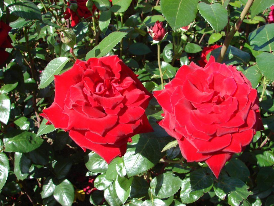 Роза Ингрид Бергман куст