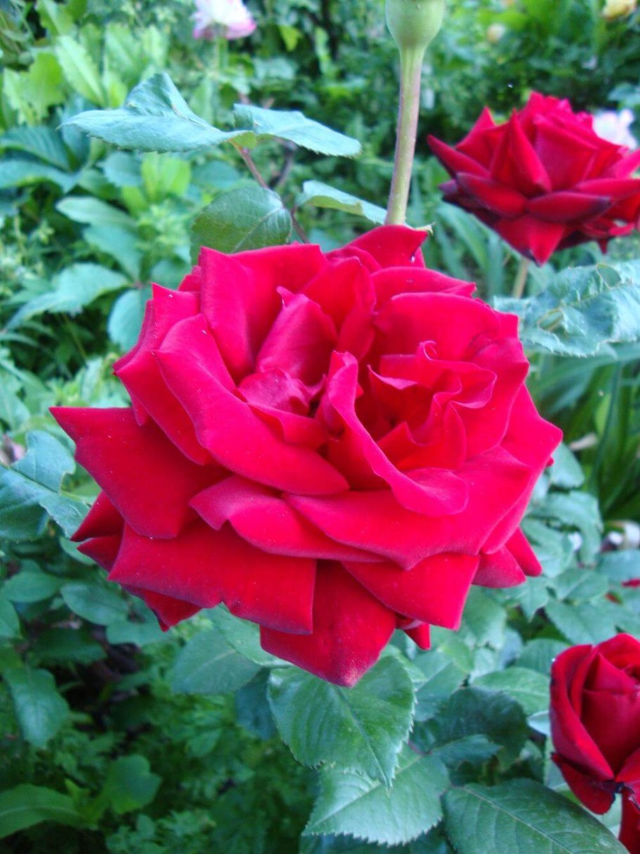 Ingrid Bergman, Aphrodite,