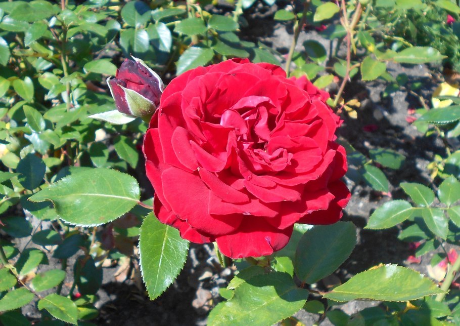 Роза Ингрид Бергман фото