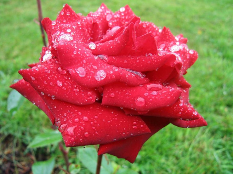 Роза чайно-гибридная Ингрид Бергман