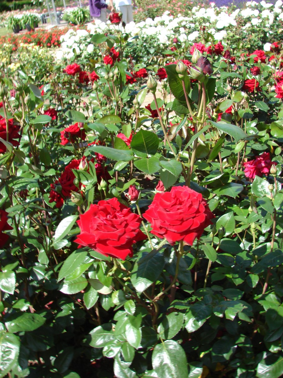 Роза штамбовая Ингрид Бергман