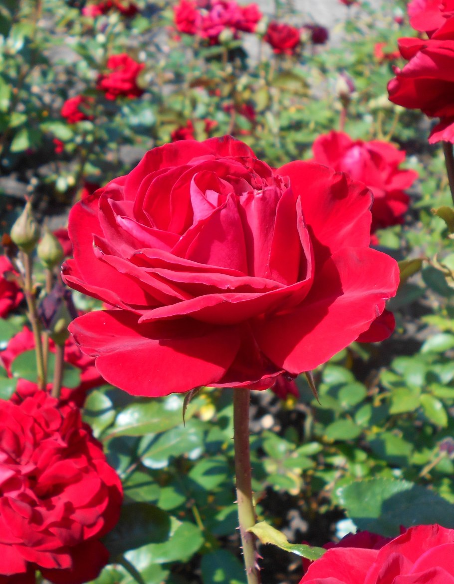 Роза чайно-гибридная Ингрид Бергман