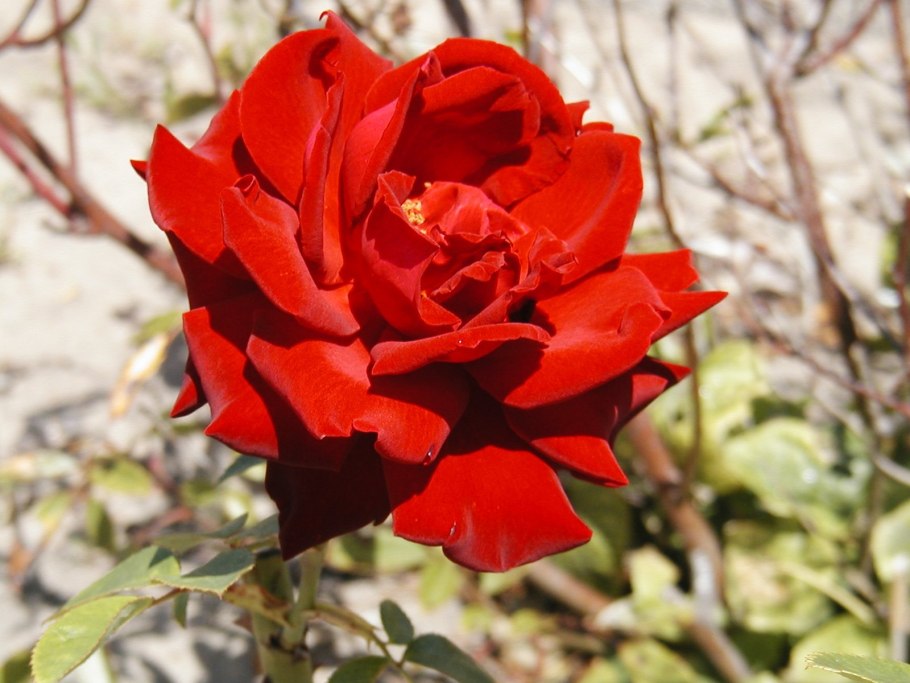 Ingrid Bergman роза