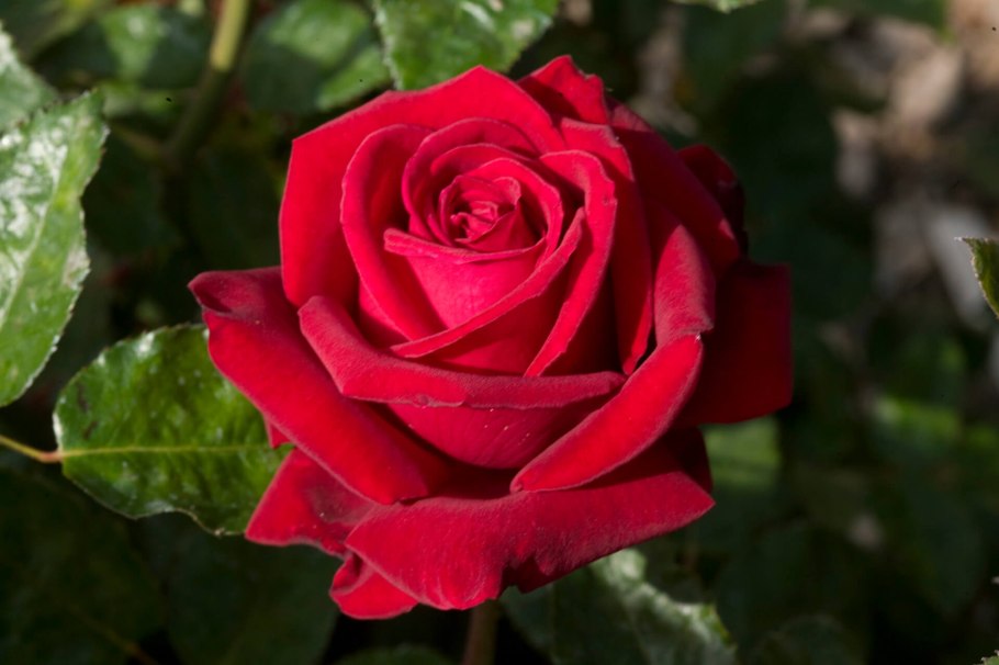 Роза чайно-гибридная "Ingrid Bergman"