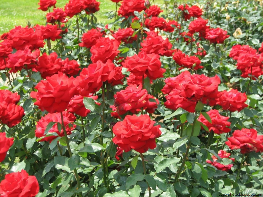 Роза штамбовая Ингрид Бергман