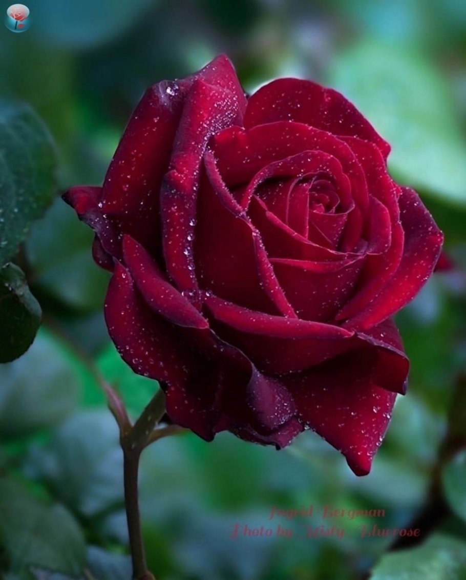 Роза Гранд Шато