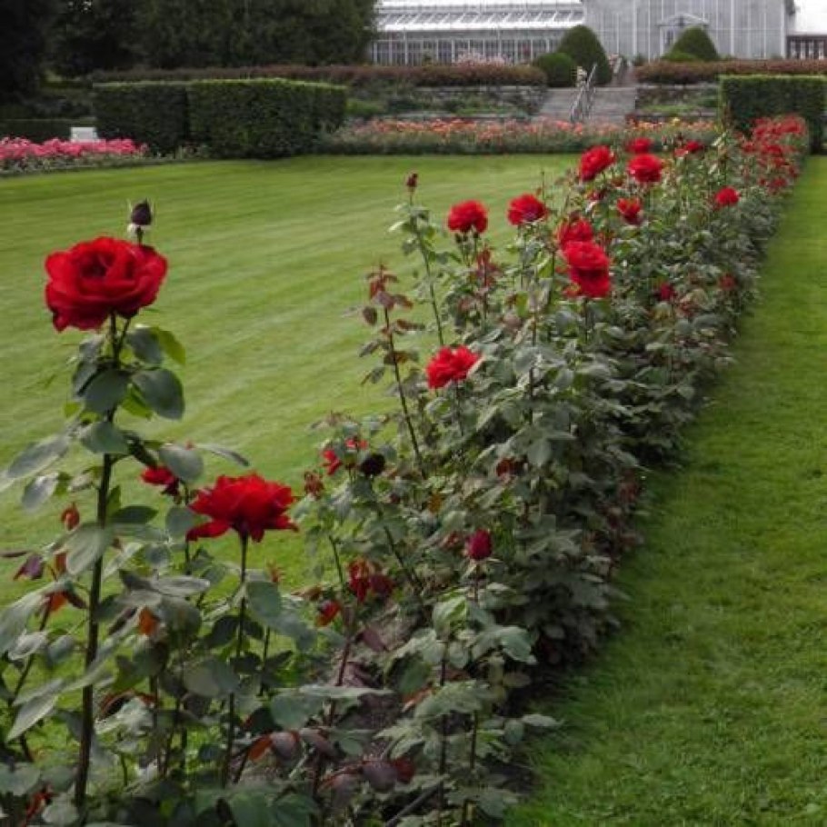 Парк сокольники розарий