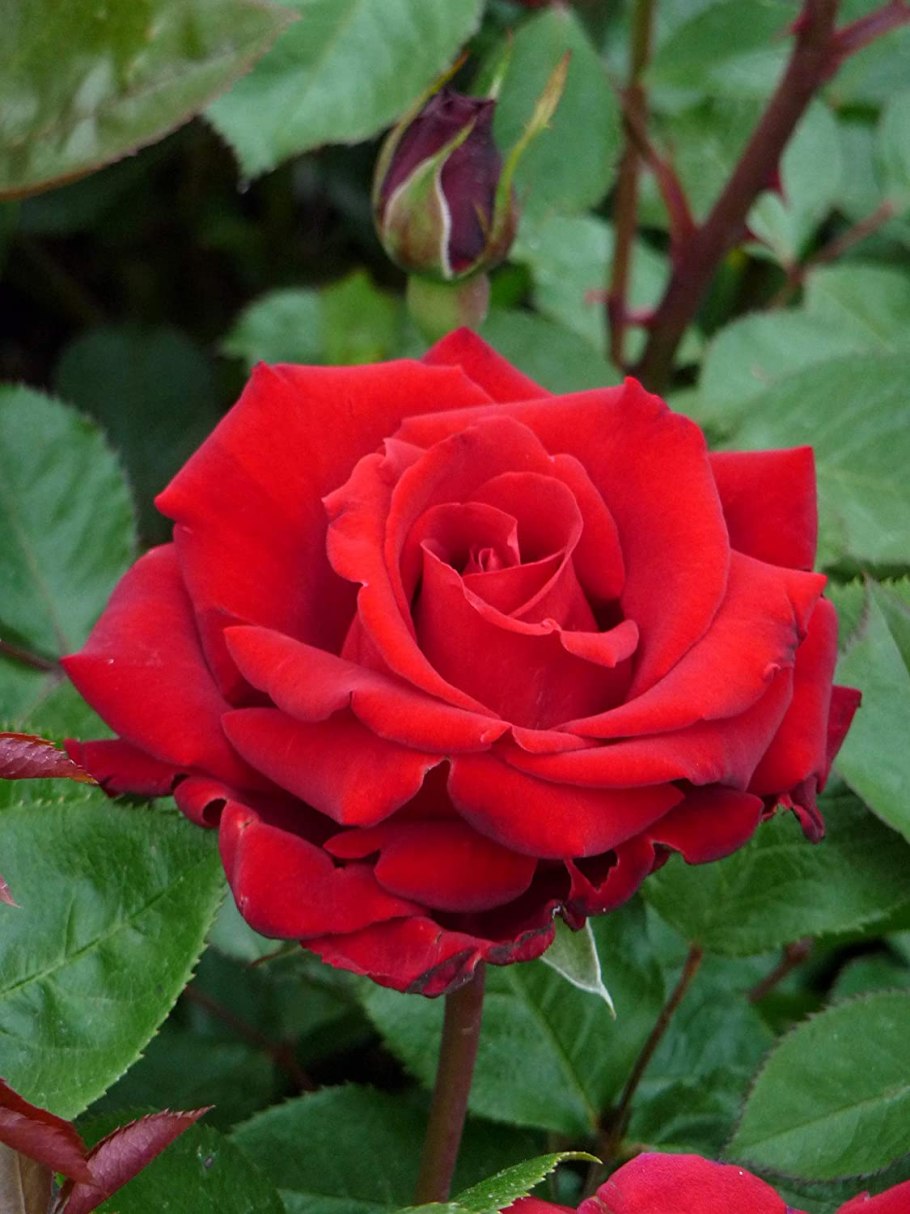 Роза Ингрид Бергман куст