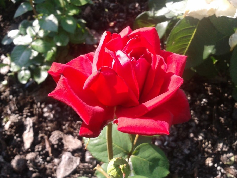 Роза чайно-гибридная Ингрид Бергман