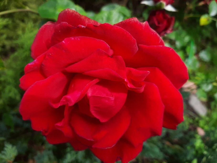 Роза чайно-гибридная Вишневая красная