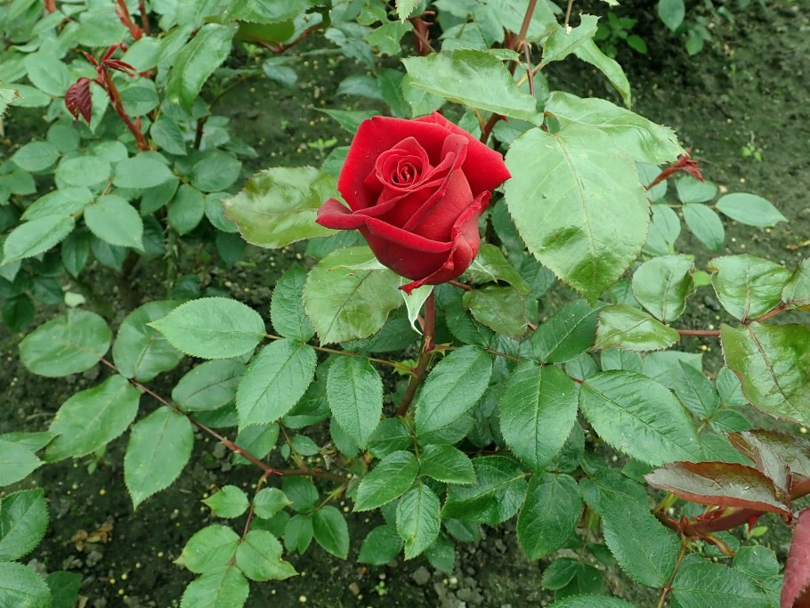 Роза штамбовая Ингрид Бергман