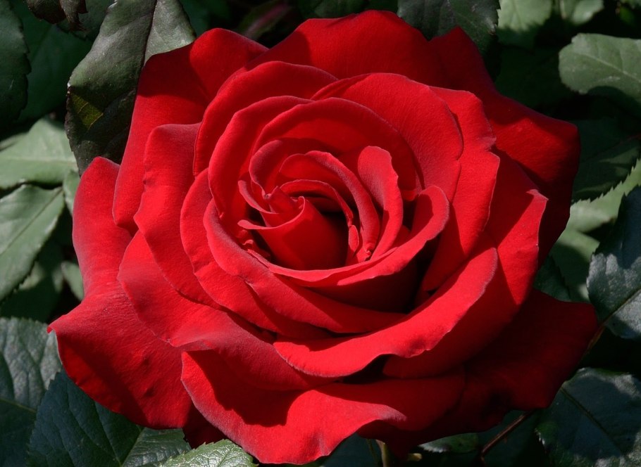 Роза Сантана Эквадор