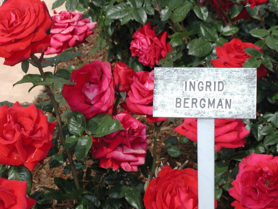 Роза Ингрид Бетанкур