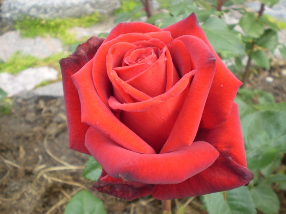 Роза чайно-гибридная "Ingrid Bergman"