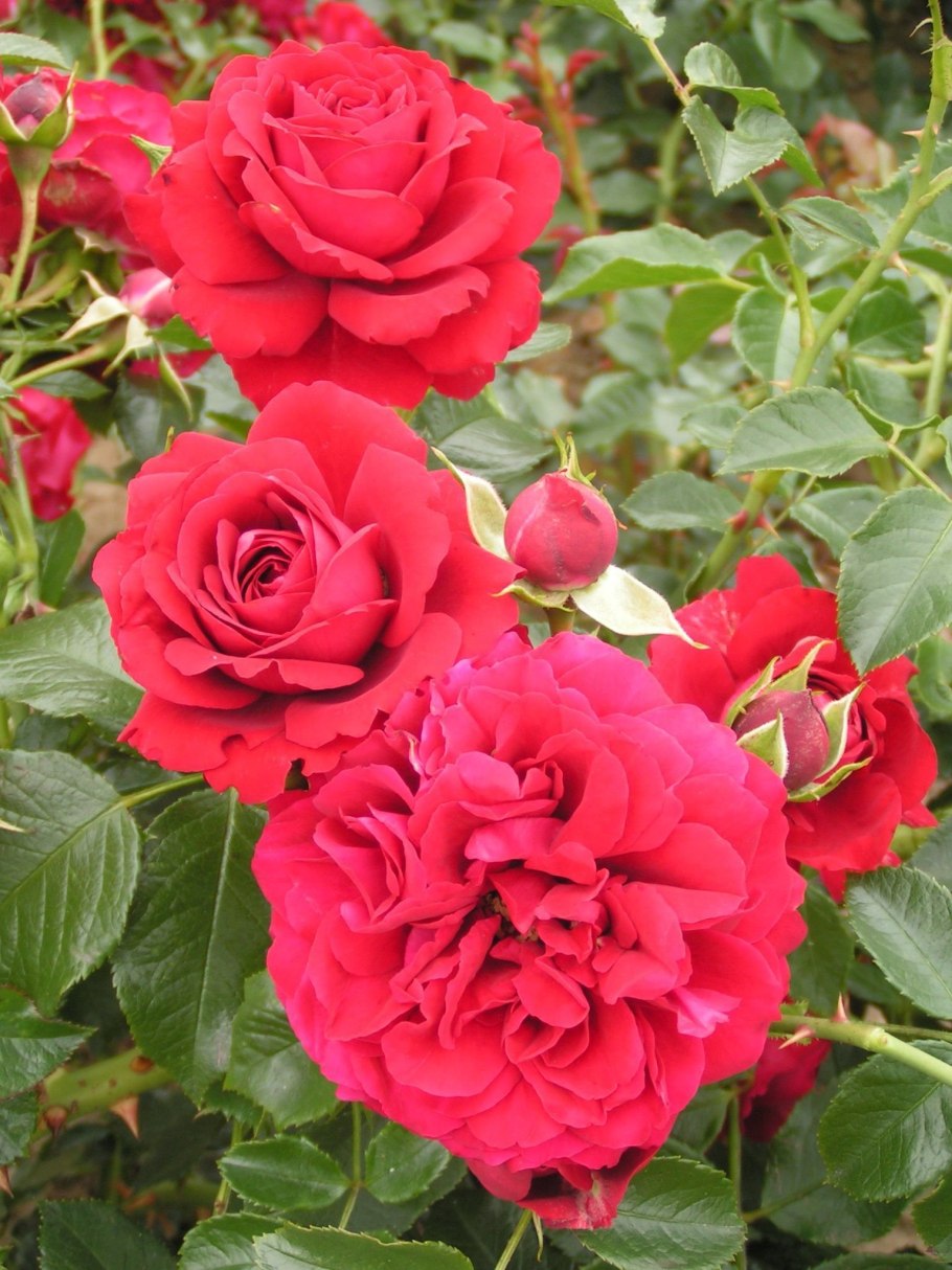 Роза штамбовая Ингрид Бергман