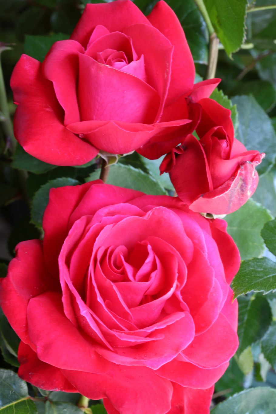 Роза штамбовая Ингрид Бергман