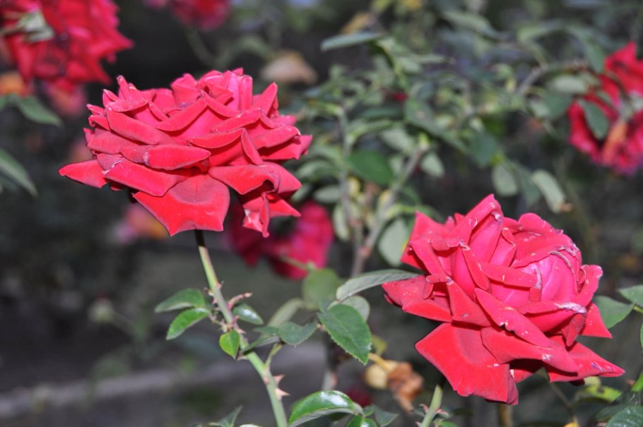 Роза Ингрид Бетанкур