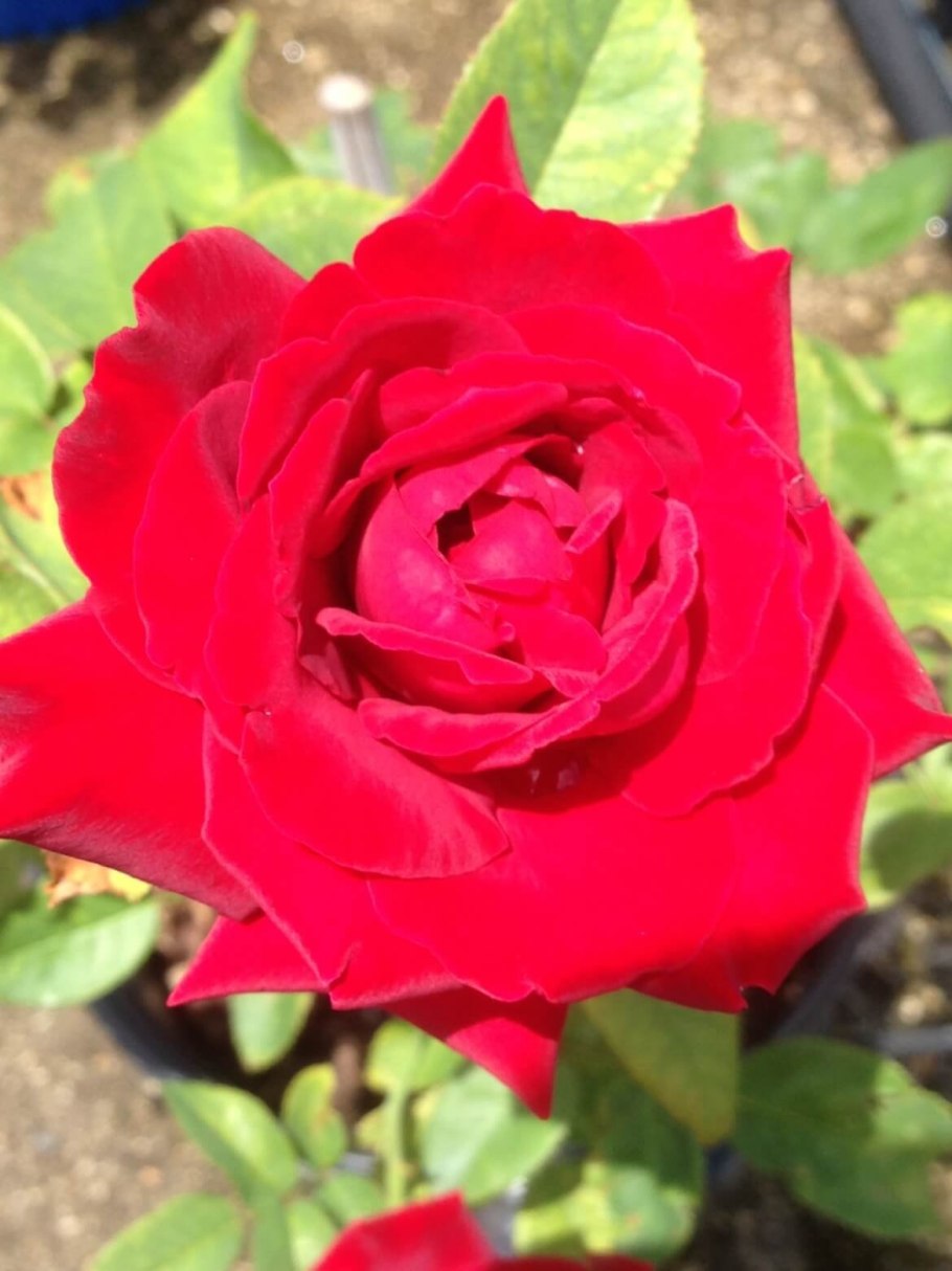 Роза Ингрид Бергман в ландшафтном дизайне