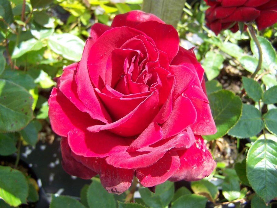 Роза чайно-гибридная "Ingrid Bergman"