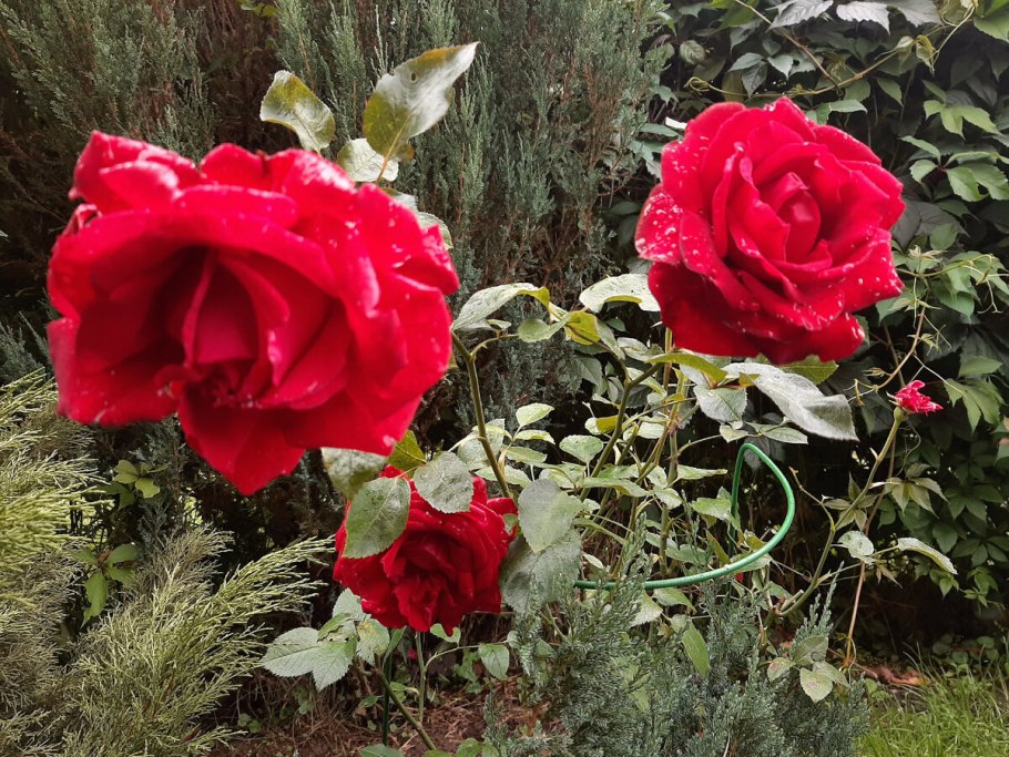 Роза Ингрид Бергман энциклопедия роз