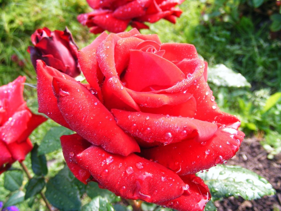 Роза чайно гибридная Бергман