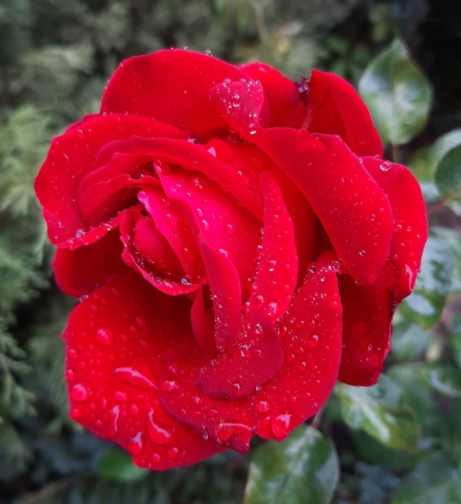 Роза Милано чайно гибридная