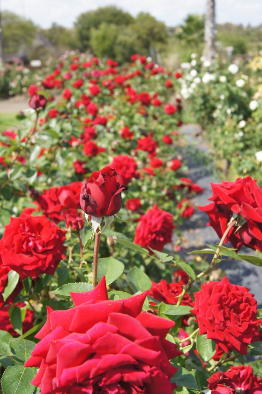 Роза Ингрид Бетанкур