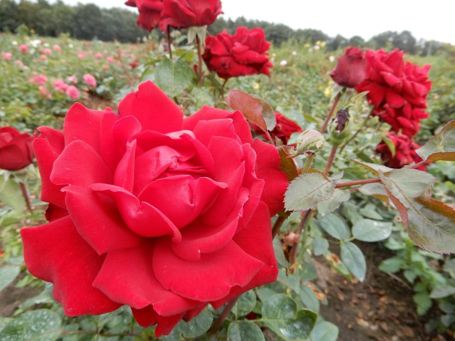 Роза чайно-гибридная Ингрид Бергман