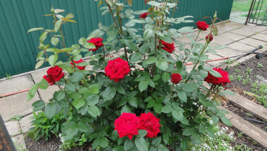 Роза Софи Лорен