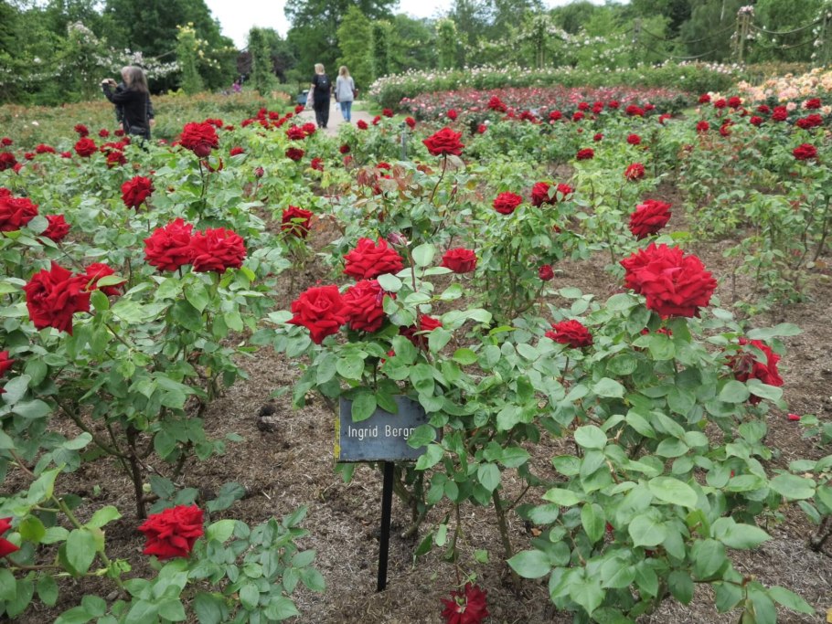 Сорт розы Ингрид Бергман