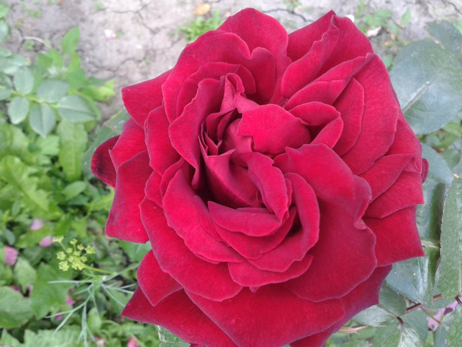 Роза Фламентанц и роза Ингрид Бергман