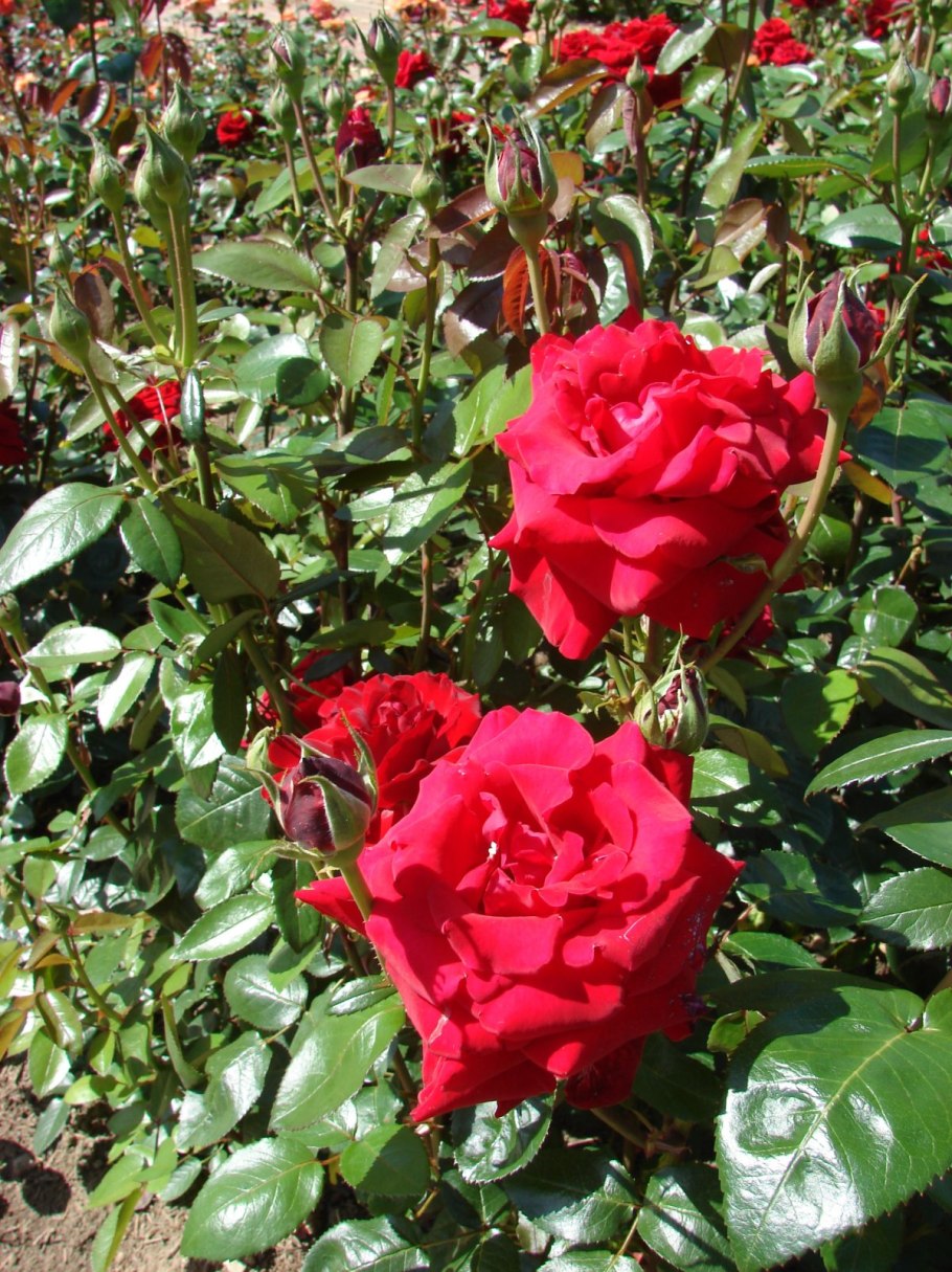 Роза Ингрид Бергман энциклопедия