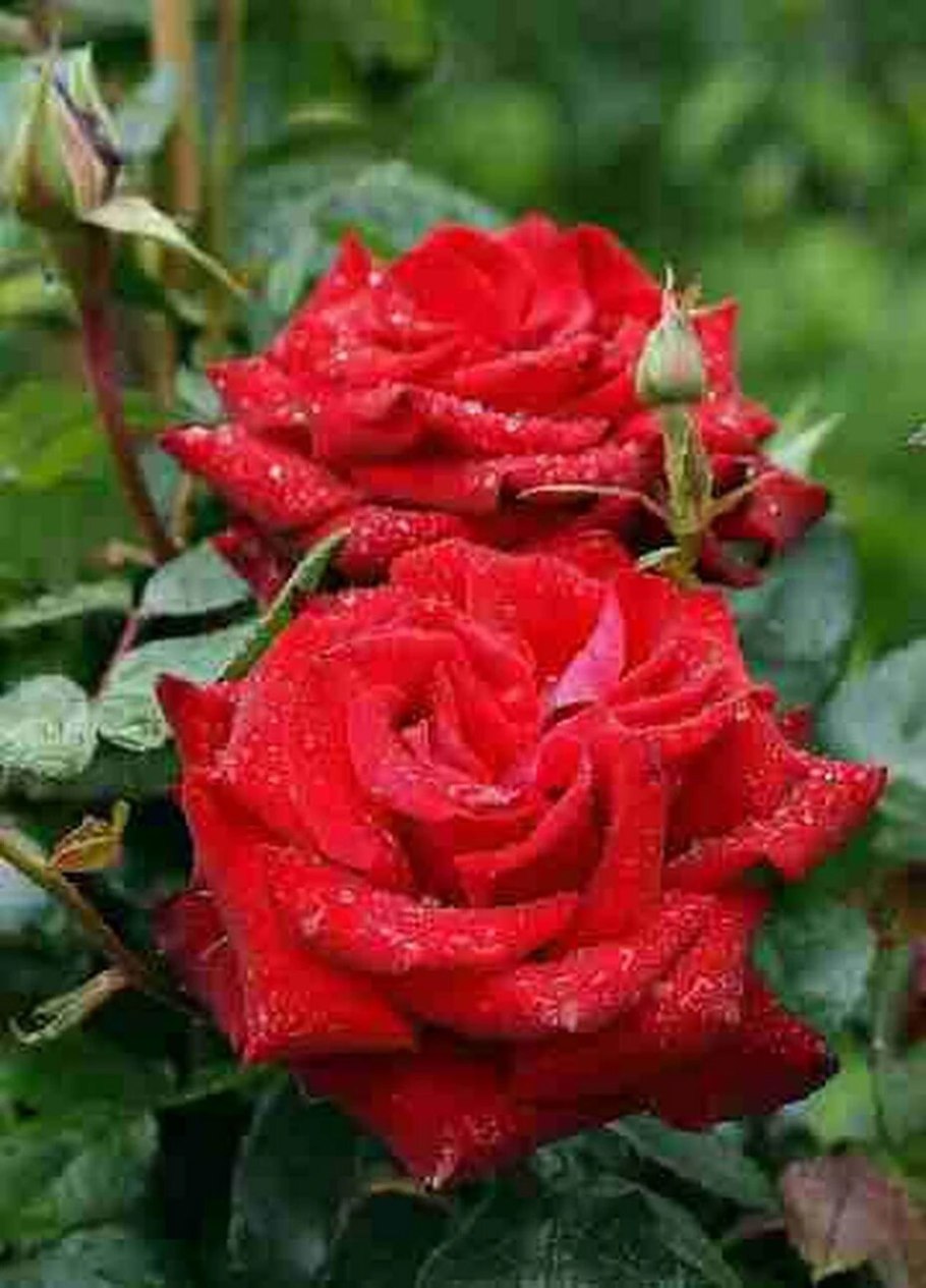 Роза штамбовая Ингрид Бергманн