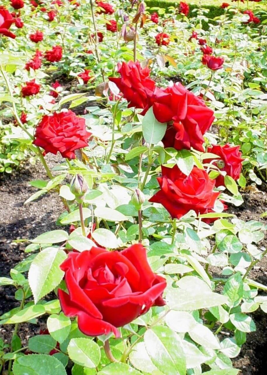 Роза Королева цветов