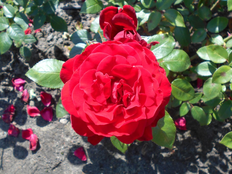 Роща чайно гибридная Ингрид Бергман