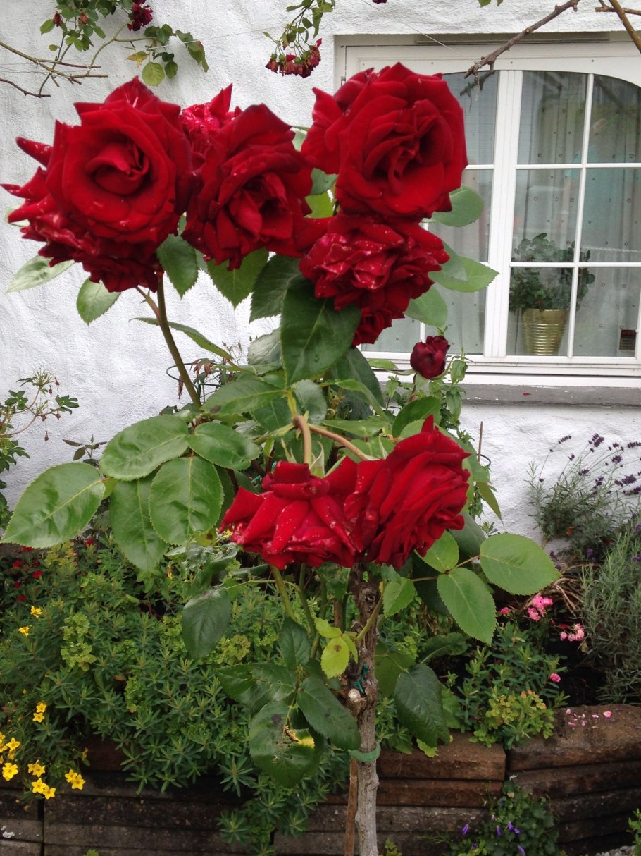 Роза ред Императрица