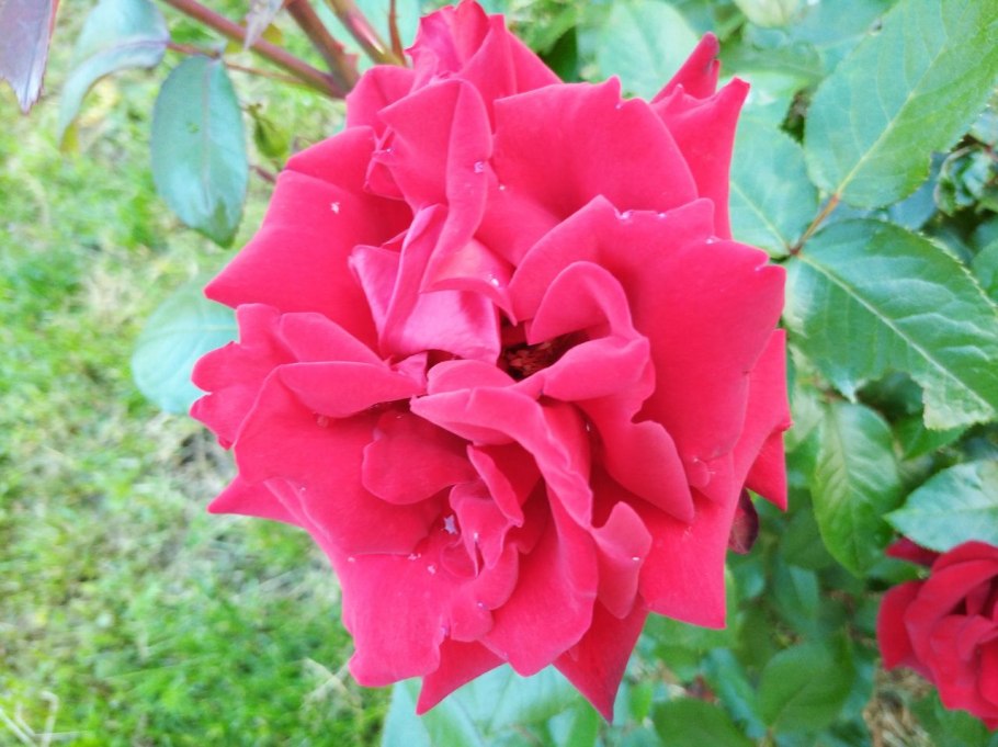 Роза штамбовая (Rosa Ingrid Bergman) pa 90/100 Окс