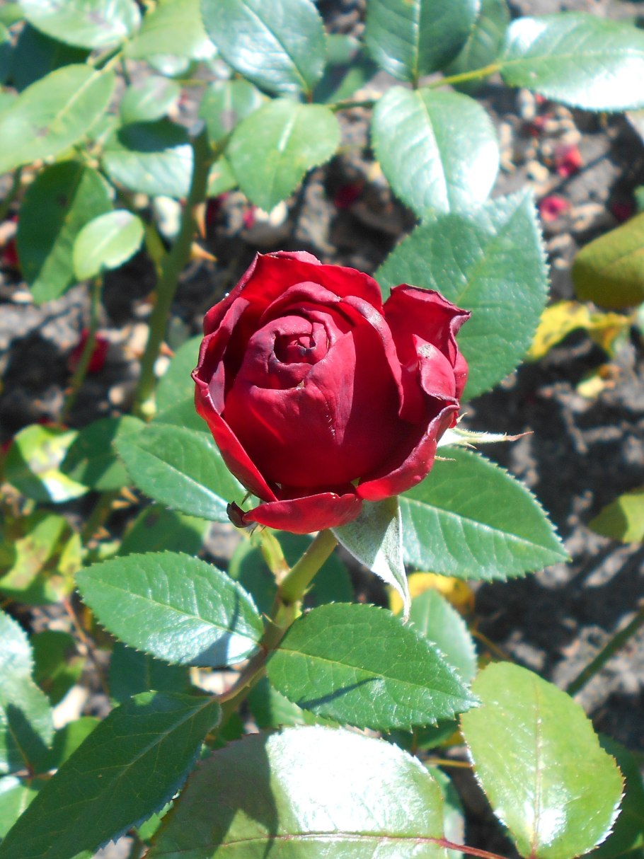 Ingrid bergman роза