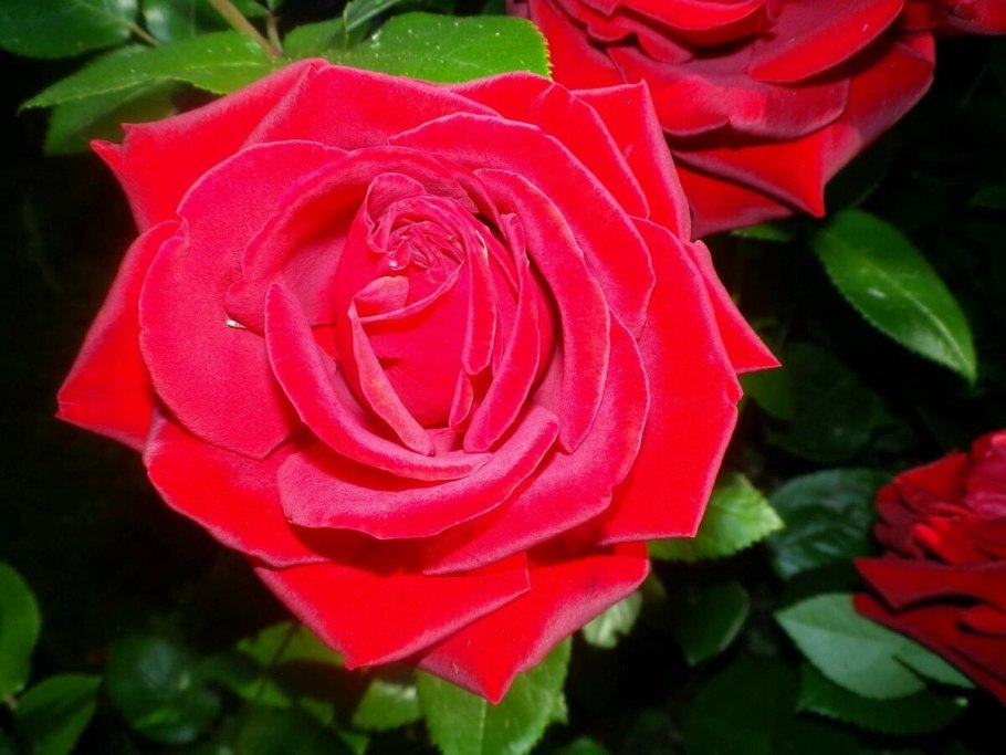 Роза Ингрид Бергман куст