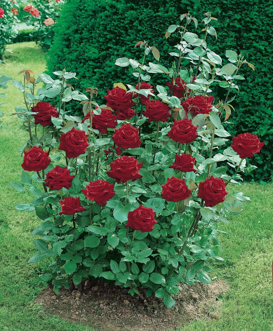 Роза чайно-гибридная Ингрид Бергман