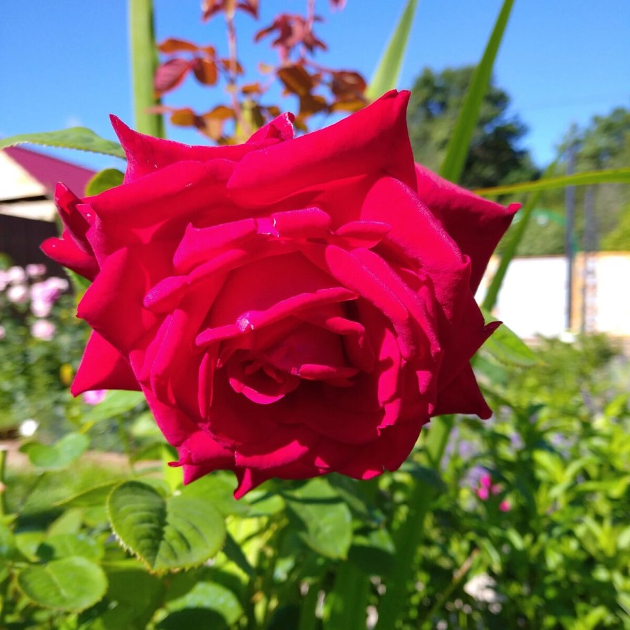 Роза штамбовая Ингрид Бергманн