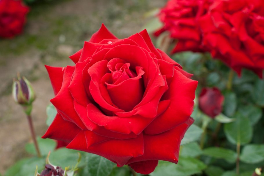 Чайная гибридная роза Ингрид Бергман комнатная