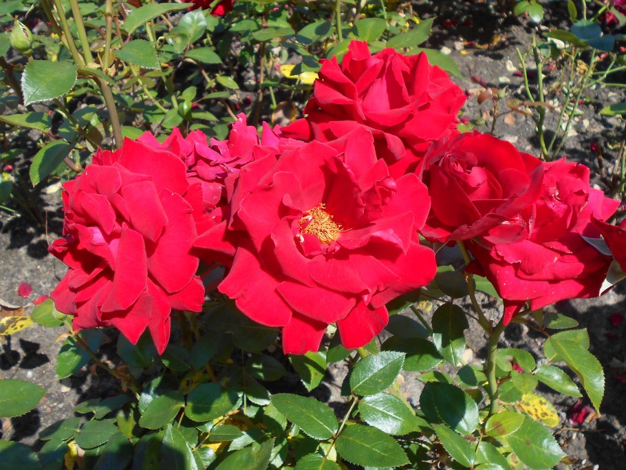 Роза ч/г Ингрид Бергман