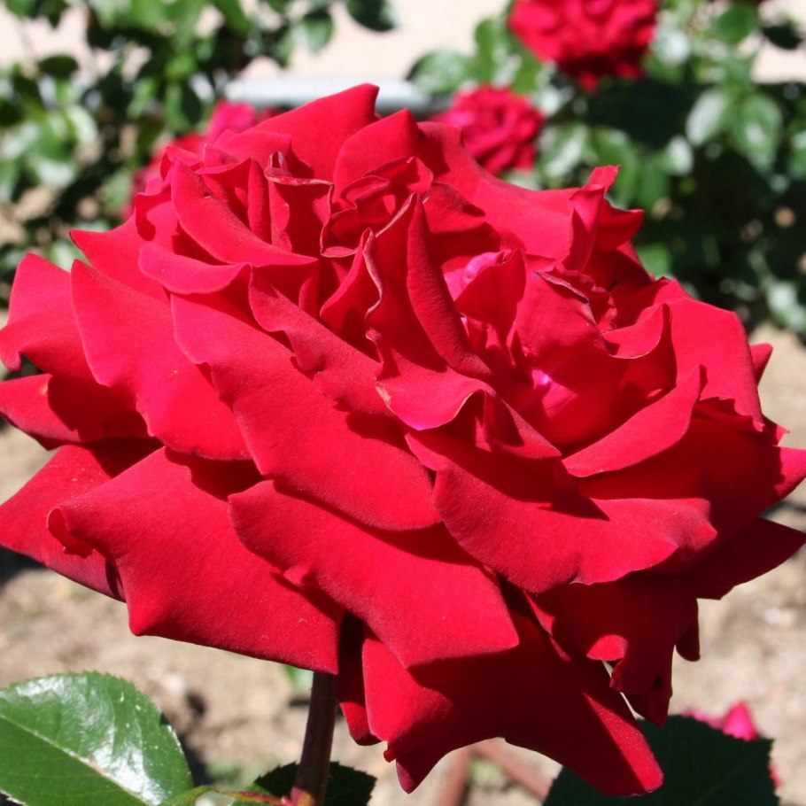 Роза Ингрид Бетанкур фото