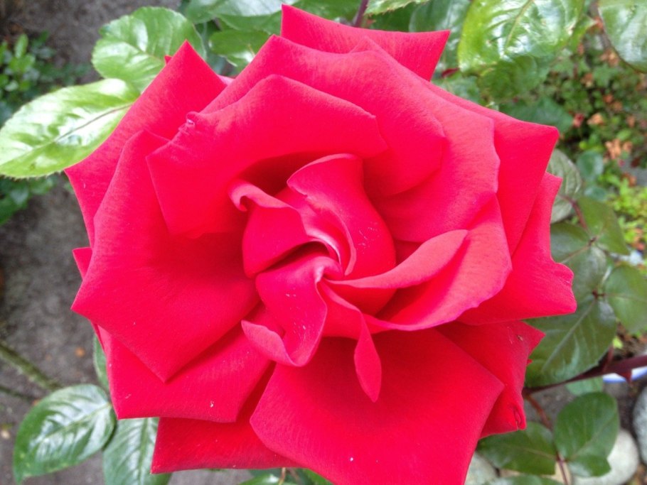 Роза чайно гибридная гранд амор