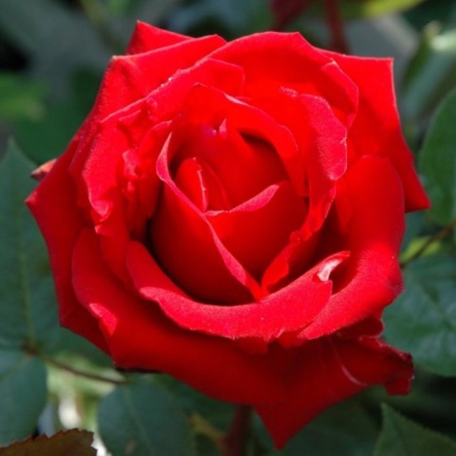 Роза Ингрид Бергман купить