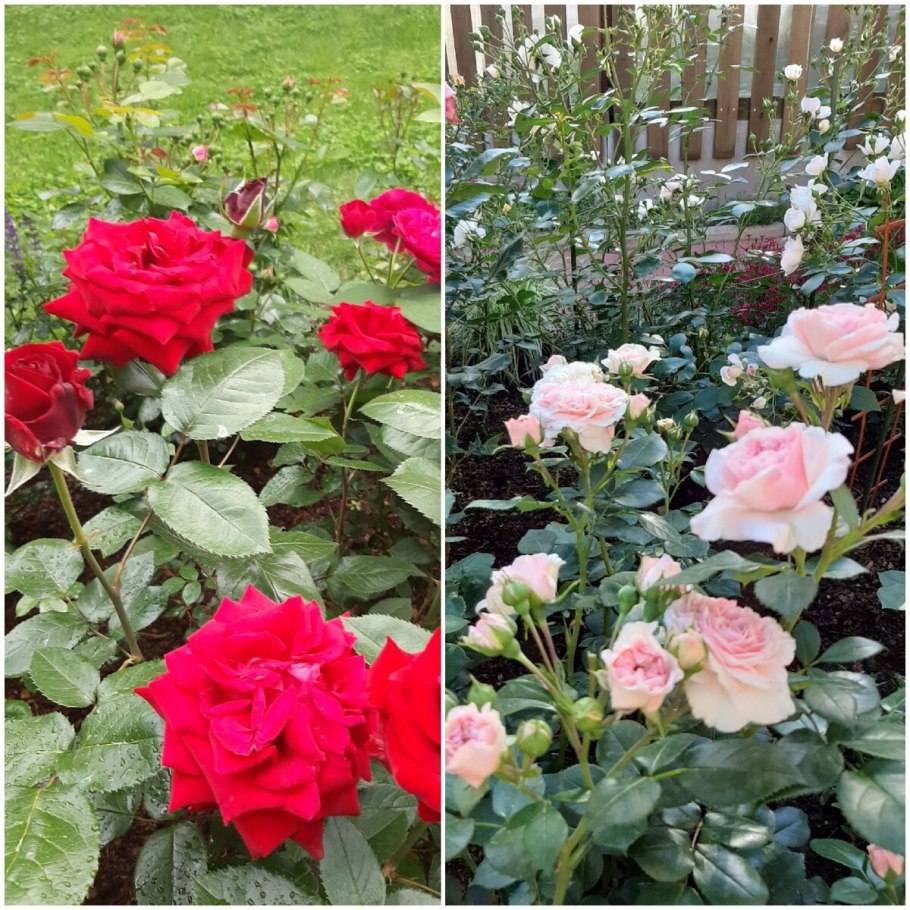 Чайно гибридная роза