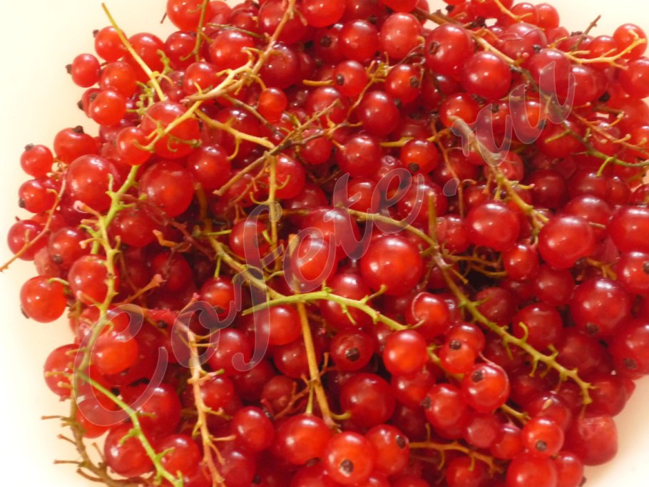 Смородина красная Rosetta