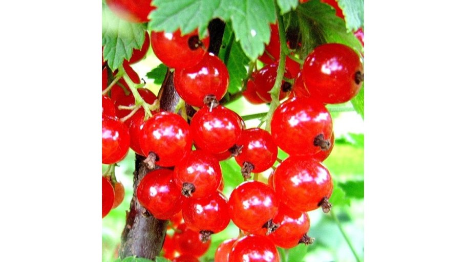 Красная смородина 5ливан