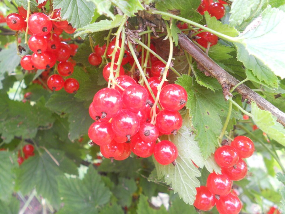 Красная смородина красная Альфа